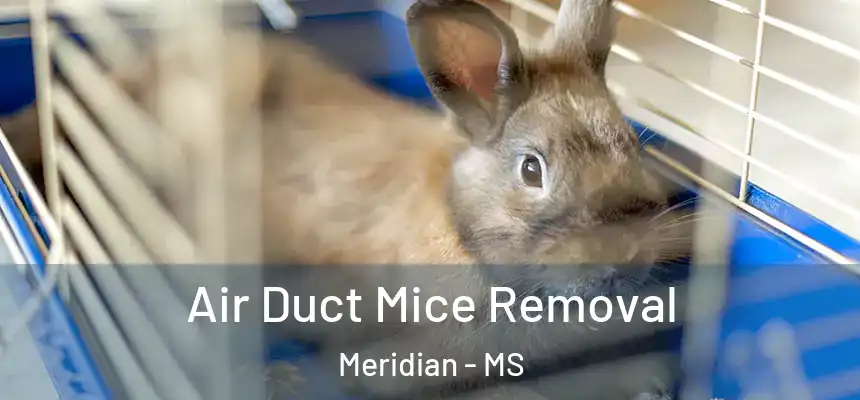  Air Duct Mice Removal Meridian - MS
